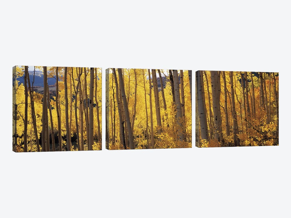 Aspen trees in autumn, Colorado, USA #2 by Panoramic Images 3-piece Art Print