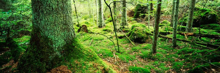 Close-up of moss on a tree trunk in the forest, Siggeboda, Smaland, Sweden