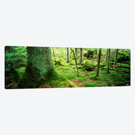 Close-up of moss on a tree trunk in the forest, Siggeboda, Smaland, Sweden Canvas Print #PIM909} by Panoramic Images Art Print