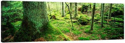 Close-up of moss on a tree trunk in the forest, Siggeboda, Smaland, Sweden Canvas Art Print - Moss