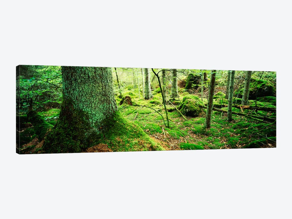 Close-up of moss on a tree trunk in the forest, Siggeboda, Smaland, Sweden by Panoramic Images 1-piece Art Print