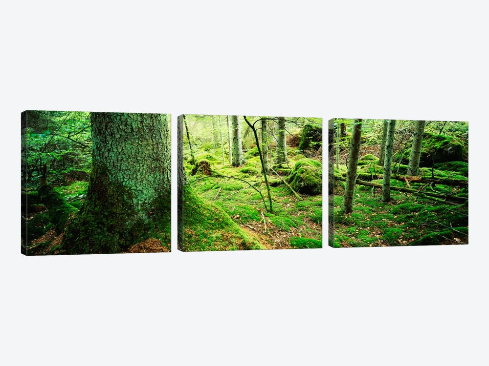 Close-up of moss on a tree trunk in the forest, Siggeboda, Smaland, Sweden by Panoramic Images 3-piece Art Print