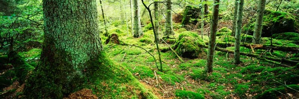 Moss: Close-up of moss on a tree trunk in the forest, Siggeboda, Smaland, Sweden by Panoramic Images