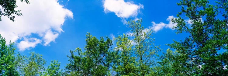 Low angle view of trees