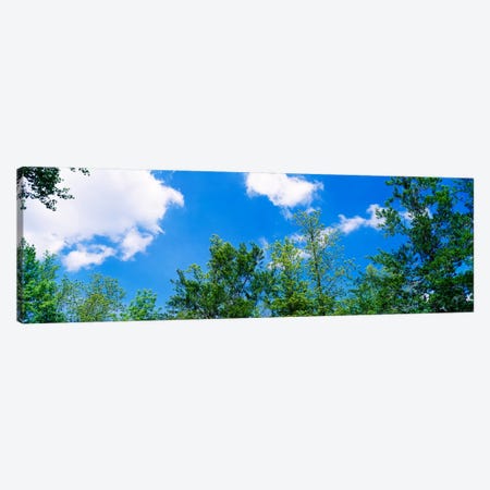 Low angle view of trees Canvas Print #PIM910} by Panoramic Images Canvas Art