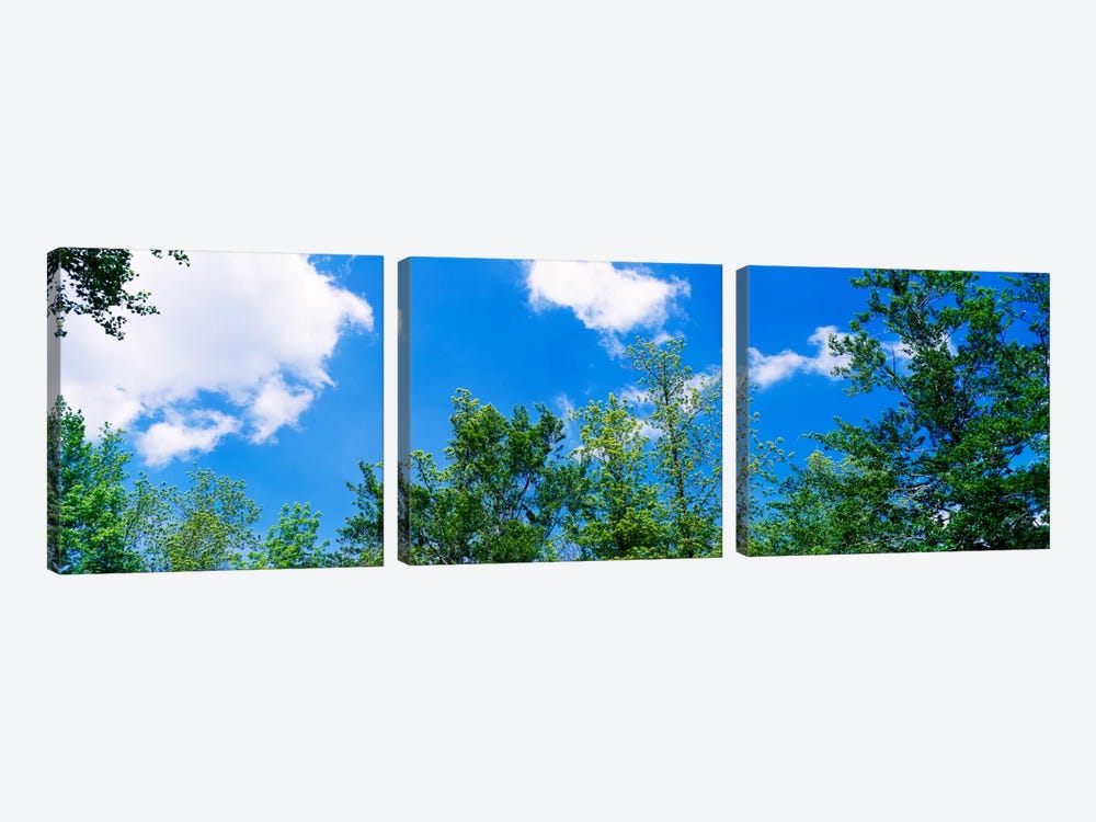 Low angle view of trees by Panoramic Images 3-piece Canvas Art Print