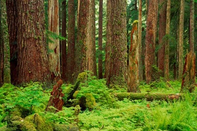 Forest floor Olympic National Park WA USA by Panoramic Images framed wall art