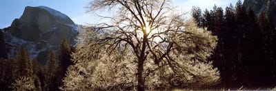 Low angle view of a snow covered oak tree, Yosemite National Park, California, USA #2 by Panoramic Images acrylic art print