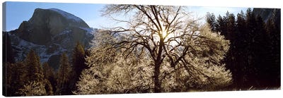 Low angle view of a snow covered oak tree, Yosemite National Park, California, USA #2 Canvas Art Print - Tree Close-Up Art