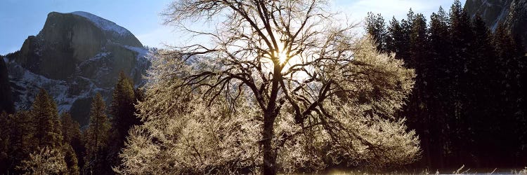 Low angle view of a snow covered oak tree, Yosemite National Park, California, USA #2