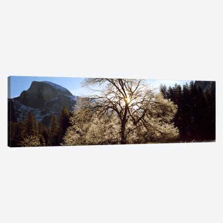 Low angle view of a snow covered oak tree, Yosemite National Park, California, USA #2 Canvas Print #PIM9129} by Panoramic Images Canvas Art Print