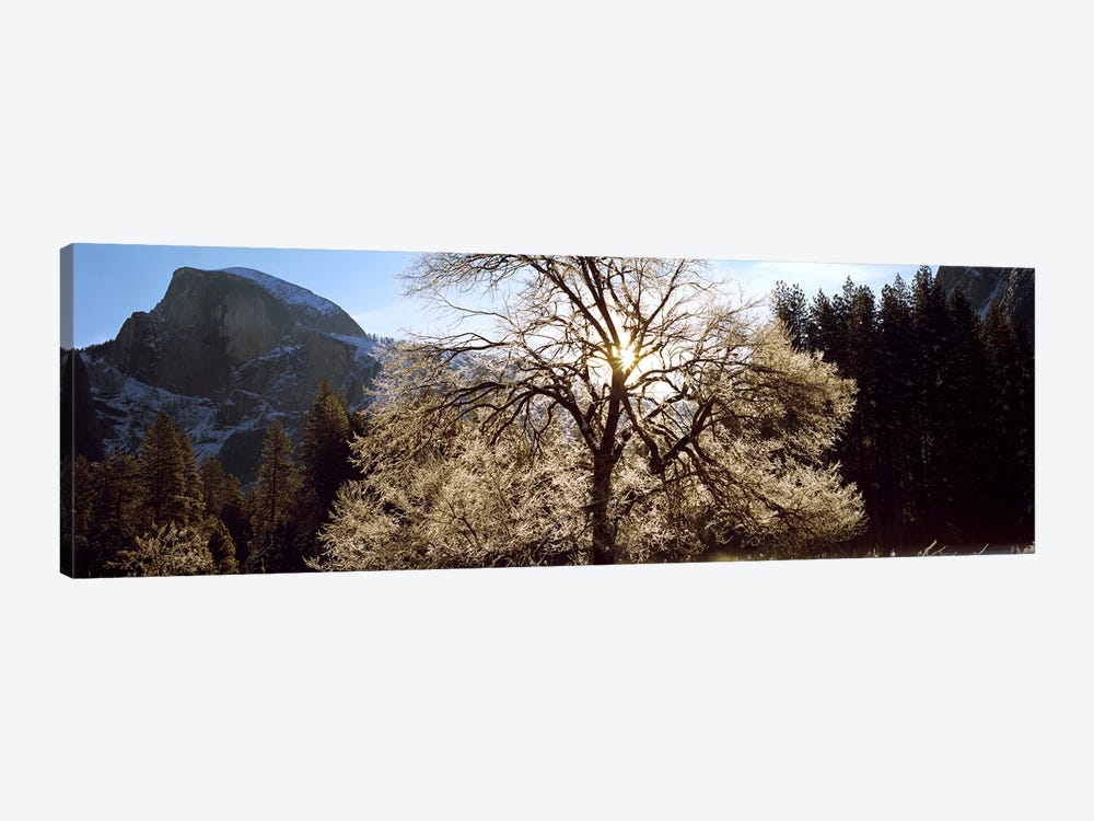 Low angle view of a snow covered oak tree, Yosemite National Park, California, USA #2 by Panoramic Images 1-piece Canvas Print
