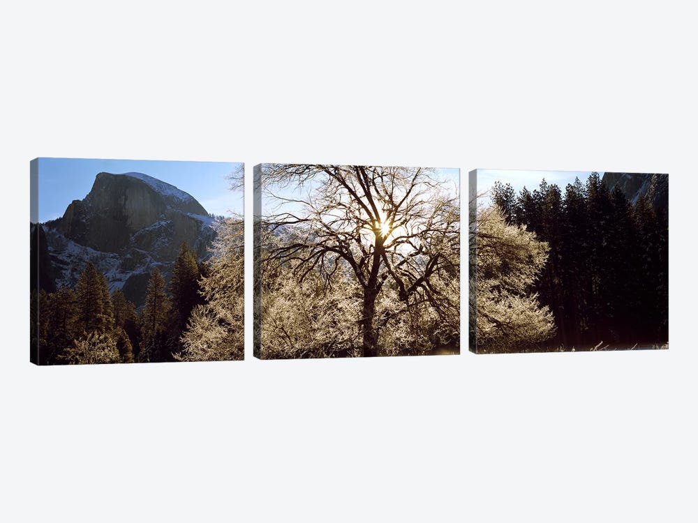 Low angle view of a snow covered oak tree, Yosemite National Park, California, USA #2 by Panoramic Images 3-piece Canvas Art Print