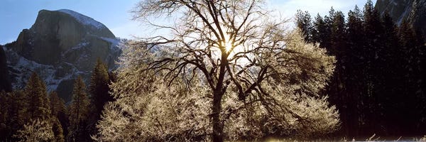 Oak Trees: Low angle view of a snow covered oak tree, Yosemite National Park, California, USA #2 by Panoramic Images