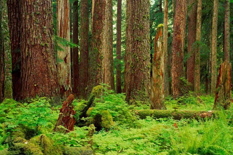Forest floor Olympic National Park WA USA