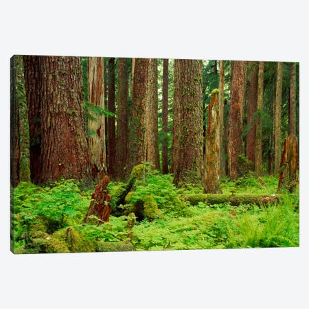 Forest floor Olympic National Park WA USA Canvas Print #PIM912} by Panoramic Images Canvas Wall Art