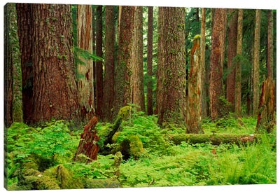 Forest floor Olympic National Park WA USA Canvas Art Print - Olympic National Park Art