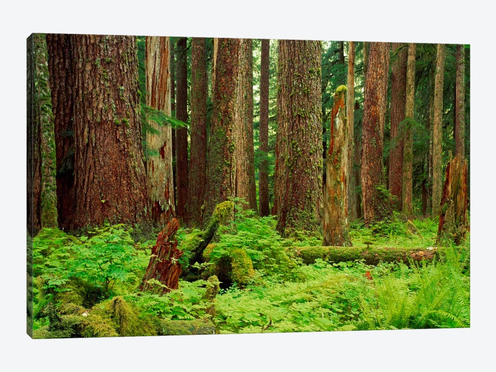 Forest floor Olympic National Park WA USA by Panoramic Images 1-piece Art Print