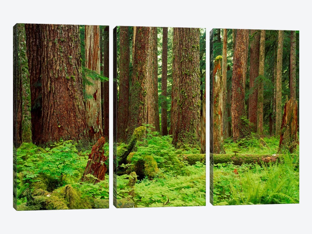 Forest floor Olympic National Park WA USA by Panoramic Images 3-piece Canvas Art Print