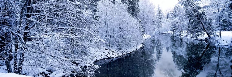 Snow covered trees along a river, Yosemite National Park, California, USA #2