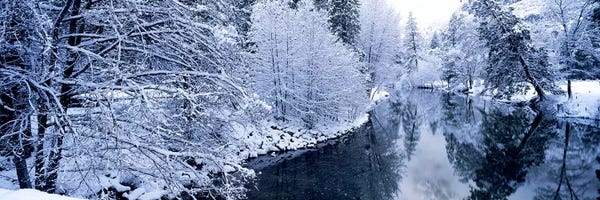 Snow covered trees along a river, Yosemite National Park, California, USA #2