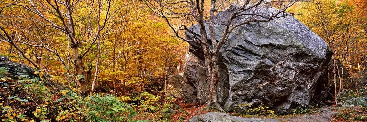 Big boulder in a forest, Stowe, Lamoille County, Vermont, USA