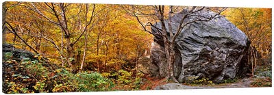 Big boulder in a forest, Stowe, Lamoille County, Vermont, USA Canvas Art Print - Vermont Art