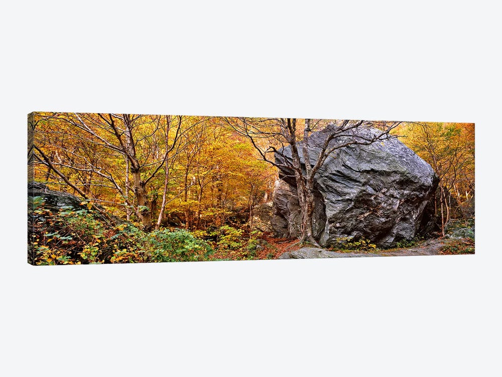 Big boulder in a forest, Stowe, Lamoille County, Vermont, USA by Panoramic Images 1-piece Canvas Art Print
