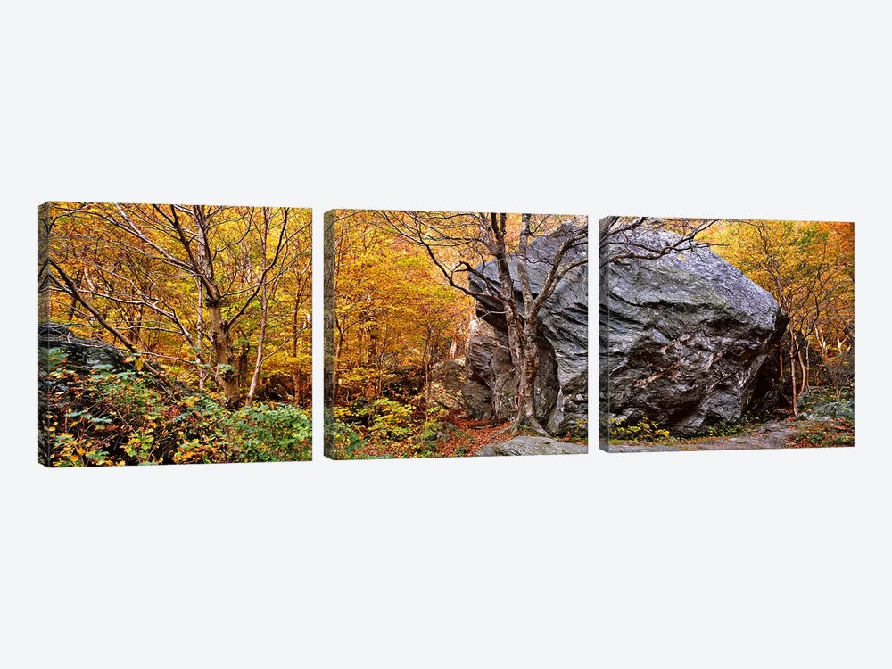 Big boulder in a forest, Stowe, Lamoille County, Vermont, USA by Panoramic Images 3-piece Canvas Art Print
