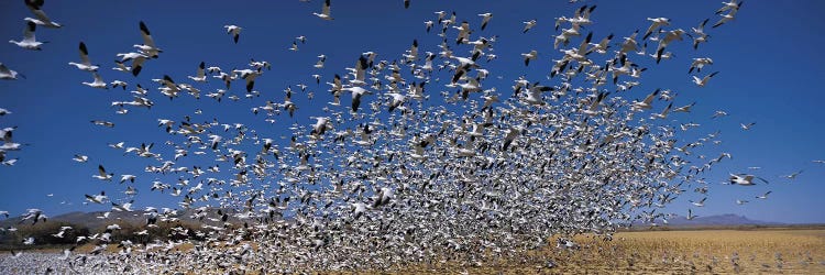 Flock of Snow geese (Chen caerulescens) flying, Bosque Del Apache National Wildlife Reserve, Socorro County, New Mexico, USA