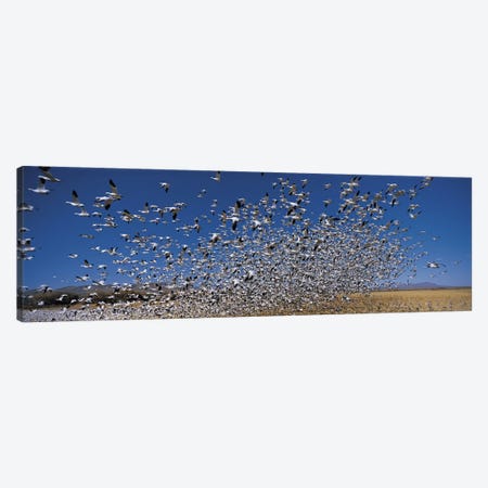 Flock of Snow geese (Chen caerulescens) flying, Bosque Del Apache National Wildlife Reserve, Socorro County, New Mexico, USA Canvas Print #PIM9140} by Panoramic Images Canvas Art Print