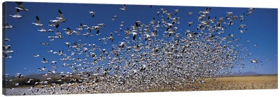 Flock of Snow geese (Chen caerulescens) flying, Bosque Del Apache National Wildlife Reserve, Socorro County, New Mexico, USA Canvas Art Print