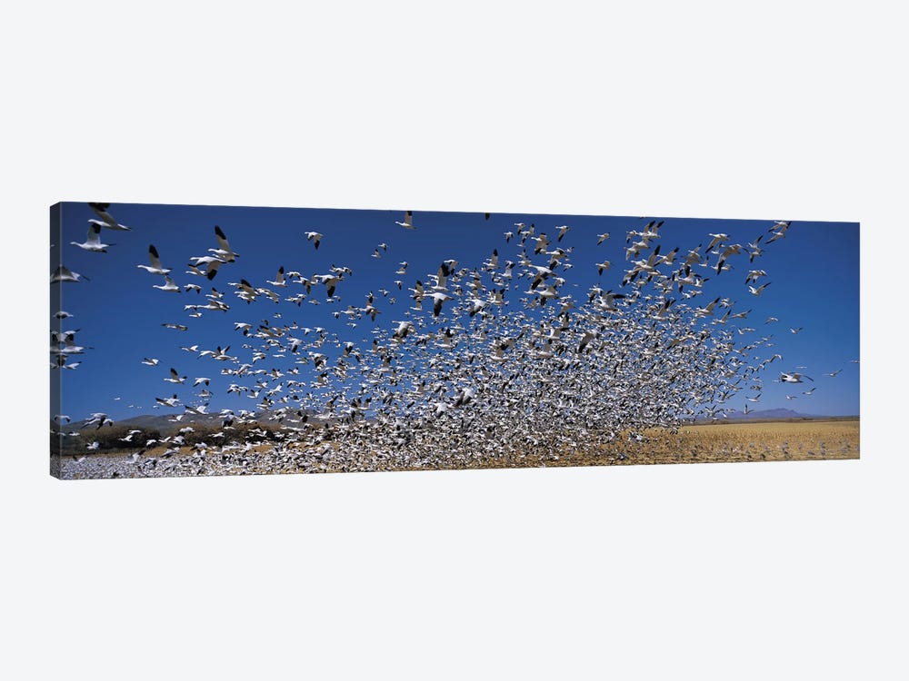 Flock of Snow geese (Chen caerulescens) flying, Bosque Del Apache National Wildlife Reserve, Socorro County, New Mexico, USA by Panoramic Images 1-piece Canvas Artwork