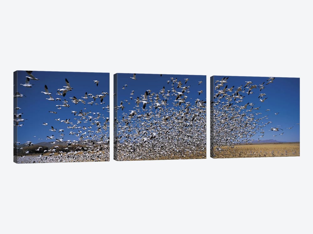Flock of Snow geese (Chen caerulescens) flying, Bosque Del Apache National Wildlife Reserve, Socorro County, New Mexico, USA by Panoramic Images 3-piece Canvas Art