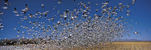 New Mexico: Flock of Snow geese (Chen caerulescens) flying, Bosque Del Apache National Wildlife Reserve, Socorro County, New Mexico, USA by Panoramic Images