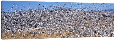 Flock of Snow geese (Chen caerulescens) flying, Bosque Del Apache National Wildlife Reserve, Socorro County, New Mexico, USA #2 Canvas Art Print - New Mexico Art