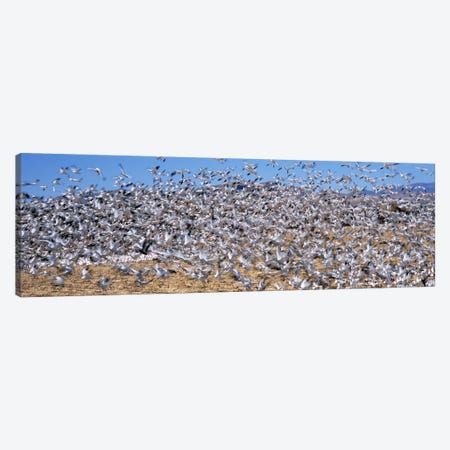 Flock of Snow geese (Chen caerulescens) flying, Bosque Del Apache National Wildlife Reserve, Socorro County, New Mexico, USA #2 Canvas Print #PIM9141} by Panoramic Images Canvas Art Print
