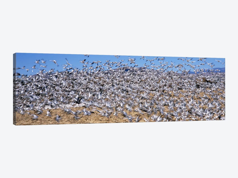 Flock of Snow geese (Chen caerulescens) flying, Bosque Del Apache National Wildlife Reserve, Socorro County, New Mexico, USA #2 by Panoramic Images 1-piece Canvas Art Print