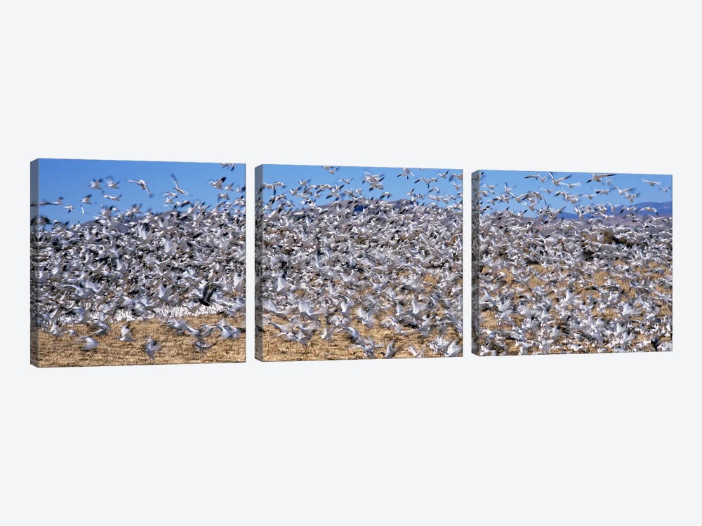 Flock of Snow geese (Chen caerulescens) flying, Bosque Del Apache National Wildlife Reserve, Socorro County, New Mexico, USA #2 by Panoramic Images 3-piece Art Print
