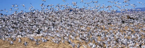 Socorro: Flock of Snow geese (Chen caerulescens) flying, Bosque Del Apache National Wildlife Reserve, Socorro County, New Mexico, USA #2 by Panoramic Images