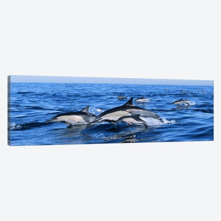 Common dolphins breaching in the sea Canvas Print #PIM9143} by Panoramic Images Canvas Art Print