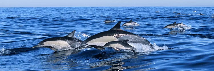 Common dolphins breaching in the sea