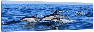 Common dolphins breaching in the sea Canvas Art Print - Dolphin Art