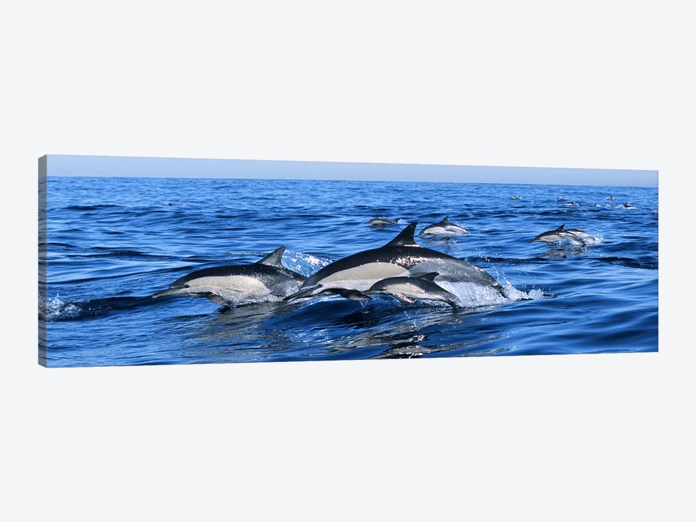 Common dolphins breaching in the sea by Panoramic Images 1-piece Canvas Print
