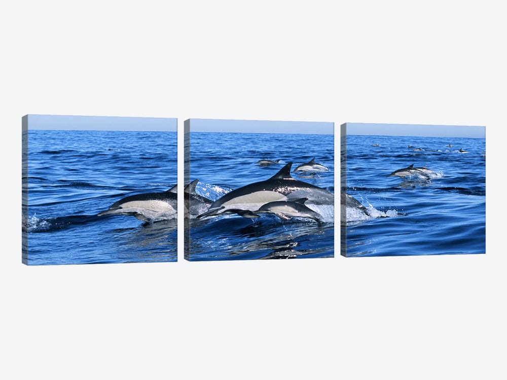 Common dolphins breaching in the sea by Panoramic Images 3-piece Canvas Art Print