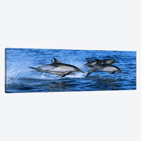 Common dolphins breaching in the sea #2 Canvas Print #PIM9144} by Panoramic Images Canvas Artwork