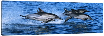 Common dolphins breaching in the sea #2 Canvas Art Print - Dolphin Art