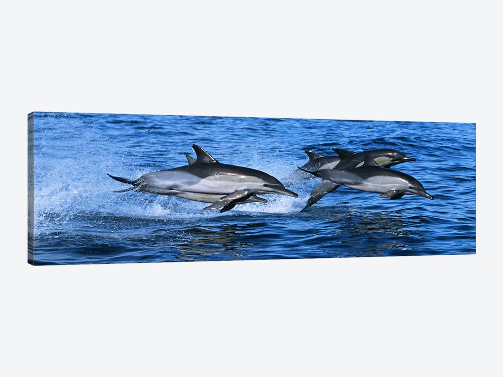 Common dolphins breaching in the sea #2 by Panoramic Images 1-piece Canvas Wall Art