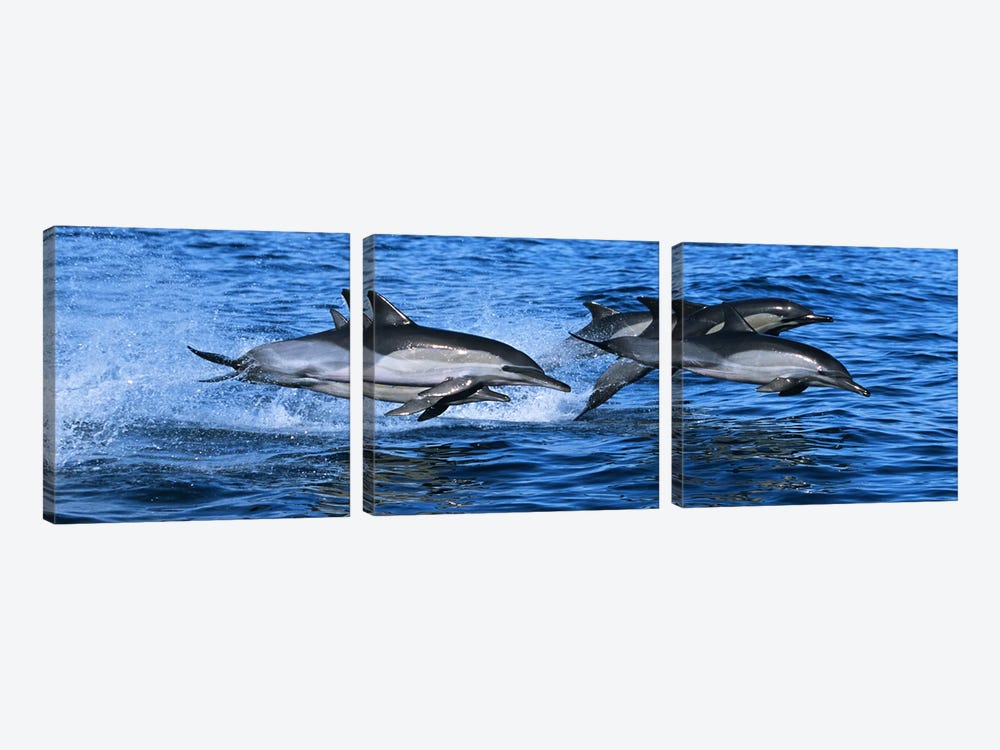 Common dolphins breaching in the sea #2 by Panoramic Images 3-piece Canvas Wall Art
