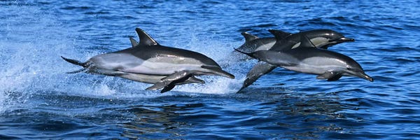 Dolphins: Common dolphins breaching in the sea #2 by Panoramic Images